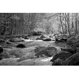 Papermoon Fototapete »Fluss im Wald Schwarz & Weiß«, Vliestapete, hochwertiger Digitaldruck, inklusive Kleister