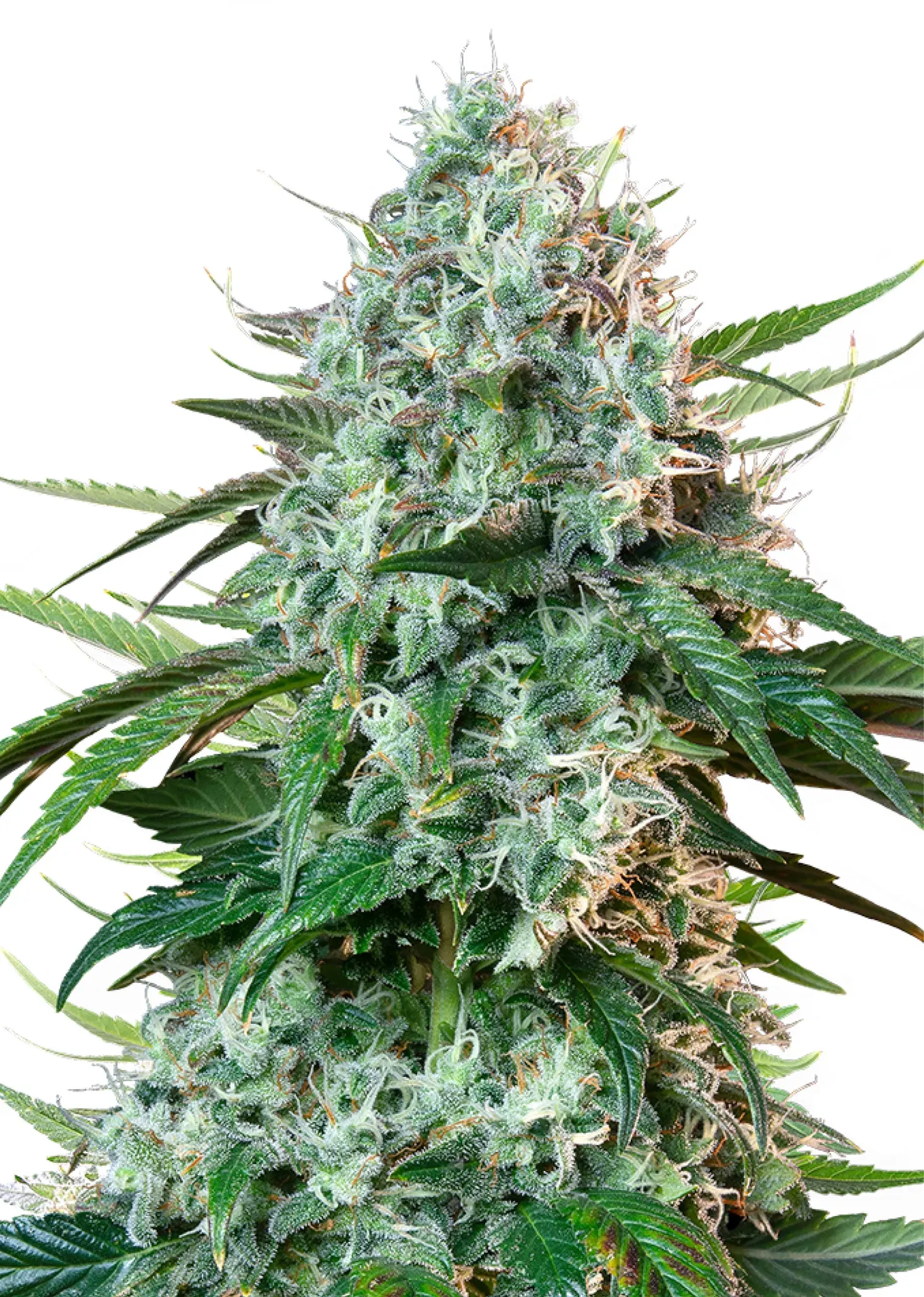 Royal Queen Seeds HulkBerry  1 Samen