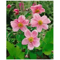 Pflanzen Für Dich Anemone japonica 'Königin Charlotte' p 0,5