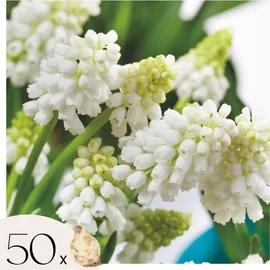 Plant in a Box Traubenhyazinthen - 50 Stk - Muscari 'White Magic' - Blumenzwiebeln - Weiß