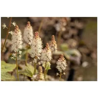 Pflanzen Für Dich Tiarella wherryi, Schaumblüte, ca. 9x9 cm