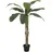 Europalms Bananenbaum, 145cm