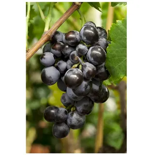 Pflanzen Für Dich Vitis vinifera 'Erdbeertraube', Weinrebe, 100–150 cm