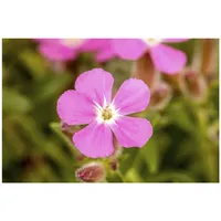 Pflanzen Für Dich Saponaria ocymoides p 0,5