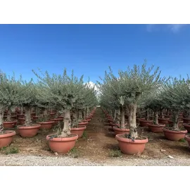 sunny-tree Sunny Tree - Olea Europea Winterharte Olivenbaum 180 cm im decotopf 45 Jahre alter Olivenbaum - Fruchttragend - immergrün - Winterhart bis -18