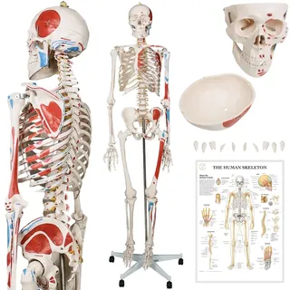 Jago® Anatomie Skelett - Lebensgroß, mit Poster, Ständer, Beweglich, bewegliche Gliedmaßen - Menschliches Skelett, Anatomisches Körpermodell, für Medizin Studium, Schule, Klinik, Physiotherapie