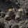 adidas Terrex AX4R Wanderschuh - Kid's Terrex / Multisportschuhe Gr 31