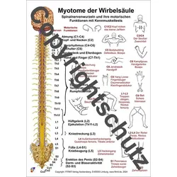 Myotome der Wirbelsäule