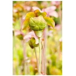 Sarracenia purpurea, Schlauchpflanze, rot-grün, ca. 9x9 cm Topf