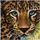Craft Buddy Ltd. Leopard Crystal Art Kit 30x30 cm