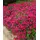 PlantaPro Aster dumosus 'Jenny' 9 cm Topf – Winterhart, Mehrjährig, Pflegeleicht – Kissen-Aster – Staude für Beet & Rabatte