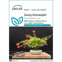 SAFLAX - Bonsai - Zwerg-Granatapfel - 50 Samen -