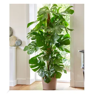 BALDUR Garten Monstera - Fensterblatt ca. 60-70 cm hoch, 1 Pflanze, Luftreinigende Zimmerpflanze Pflegeleichte Zimmerpflanze auch für dunklere Standorte, mehrjährig - frostfrei halten