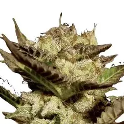 Durga Mata | Feminisierte Cannabissamen von Paradise Seeds | 3 Hanfsamen