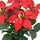 Creativ green Kunstblume CREATIV GREEN "Weihnachtsstern", rot, H:23cm, Polyester, Kunstpflanzen, mit üppiger Blütenpracht