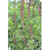 Pflanzen Für Dich Baptisia x variicolor 'Twilite Prairieblues', violett,