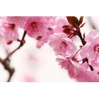 Papermoon Fototapete Peach Blossom bunt Fototapeten Tapeten Bauen Renovieren