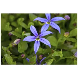 Pratia pedunculata, Blaukissen, ca. 9x9 cm Topf, bodendeckend