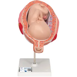 Fetus Modell, 7. Monat - 3B Smart Anatomy