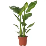 Plant in a Box - Paradiesvogelblume - Strelitzie - Strelitzia nicolai - Höhe 55-70cm
