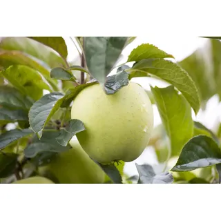 Pflanzen Für Dich Malus 'Weißer Klarapfel', Apfelbaum, 150–200 cm