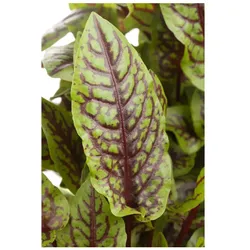 Rumex sanguineus, Blutampfer, dekoratives Laub, ca. 9x9 cm Topf