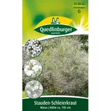 Quedlinburger Stauden-Schleierkraut Weiß