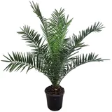 meinvipshop Phoenix canariensis Dattelpalme 75cm XXL