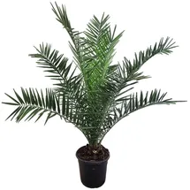 meinvipshop Phoenix canariensis Dattelpalme 75cm XXL