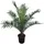 meinvipshop Phoenix canariensis Dattelpalme 75cm XXL