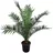 meinvipshop Phoenix canariensis Dattelpalme 75cm XXL