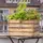 VCM Holz Kräuterbeet Kiste 60 x 40 x 40 cm Braun