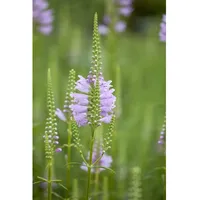 Pflanzen Für Dich Physostegia virginiana 'Rosea', gen. ca. 9x9