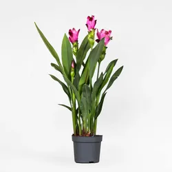 Plant in a Box - Siamesische Tulpe - Curcuma 'Siam Splash' - Rosa - H40-60cm - Topf 13cm