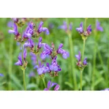 Pflanzen Für Dich Salvia Officinalis Grete Stölzle Echter Salbei Ca. 9x9 cm Topf