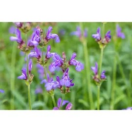 Pflanzen Für Dich Salvia Officinalis Grete Stölzle Echter Salbei Ca. 9x9 cm Topf