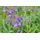 Pflanzen Für Dich Salvia Officinalis Grete Stölzle Echter Salbei Ca. 9x9 cm Topf