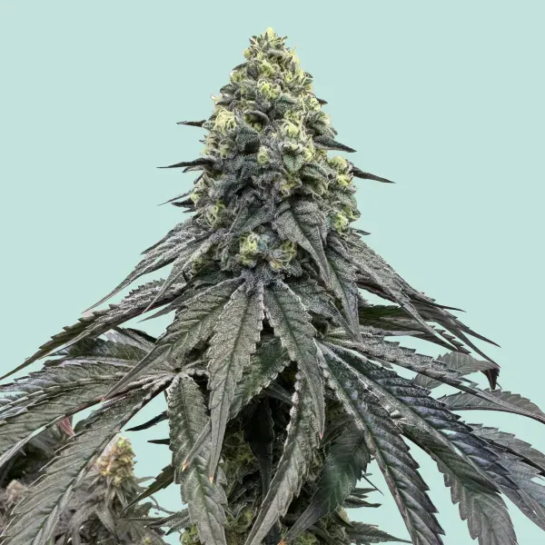 Mainhattan Seeds Adlers Finest 5 Samen