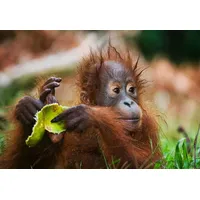 Papermoon Fototapete "Baby Orang-Utan-Porträt", bunt