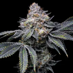 Permanent Marker Feminisiert Cannabissamen 3 Stück