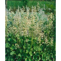 Pflanzen Für Dich Heuchera sanguinea 'White Cloud', Purpurglöckchen, weiß,