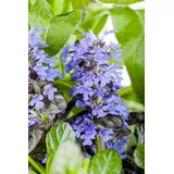 PlantaPro Ajuga reptans Atropurpurea Günsel purpur, ca. 9x9 cm Topf
