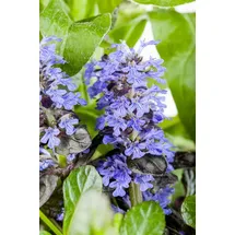 PlantaPro Ajuga reptans Atropurpurea Günsel purpur, ca. 9x9 cm Topf