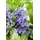 PlantaPro Ajuga reptans Atropurpurea Günsel purpur, ca. 9x9 cm Topf