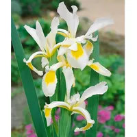 Pflanzen Für Dich Iris spuria, ca. 9x9 cm Topf,