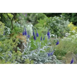 Pflanzen Für Dich Staude Veronica spic. Silbersee, 1 St., Ähriger Ehrenpreis, Silbersee-Ehrenpreis weiß