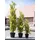 Europalms Zypresse, Leyland, 60cm
