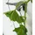 Gusta Garden Cucumber Buddy 18 x 108 x 14 cm Schwarz