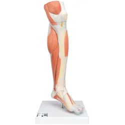 Beinmuskel Modell des Unterbeins "Luxus", 3-teilig - 3B Smart Anatomy