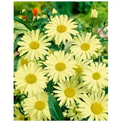 Leucanthemum x superbum 'Sonnenschein', Margerite, gelb, ca. 9x9 cm Topf